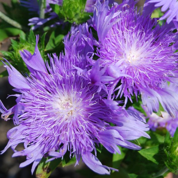 Peachies Pick Stokes Aster