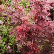 Skeeter's Broom Japanese Maple