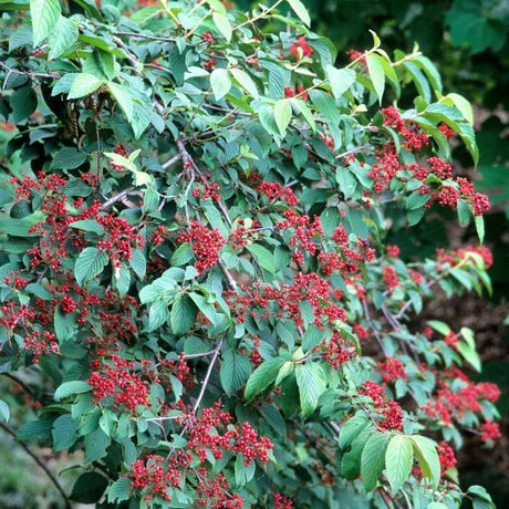 Maries Doublefile Viburnum