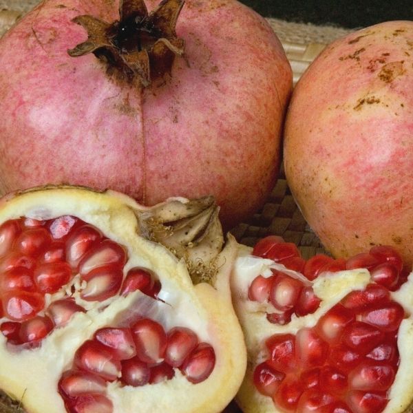 Ambrosia Pomegranate