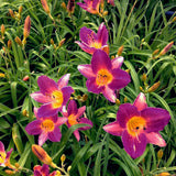 Purple D' Oro Daylily