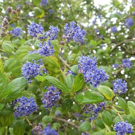 Ray Hartman California Lilac