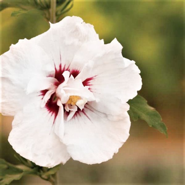 First Editions&reg; Bali&trade; Hibiscus Tree Form