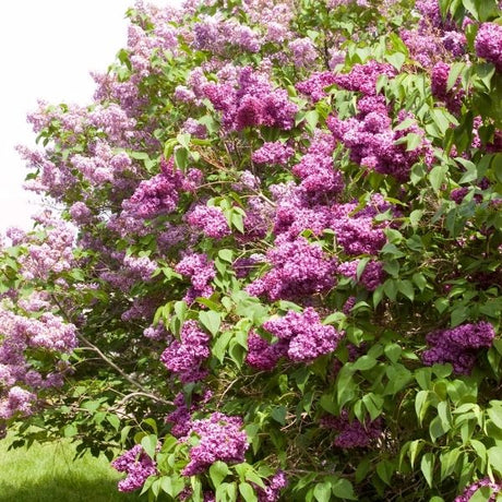 Monge Lilac