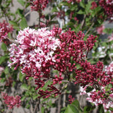 Tinkerbelle&reg; Lilac