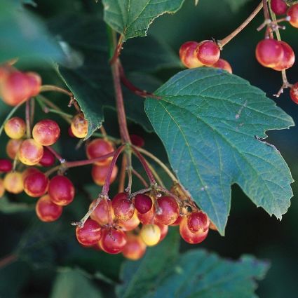 Compact American Cranberrybush Bush