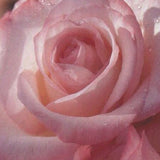 Gemini&trade; Hybrid Tea Rose