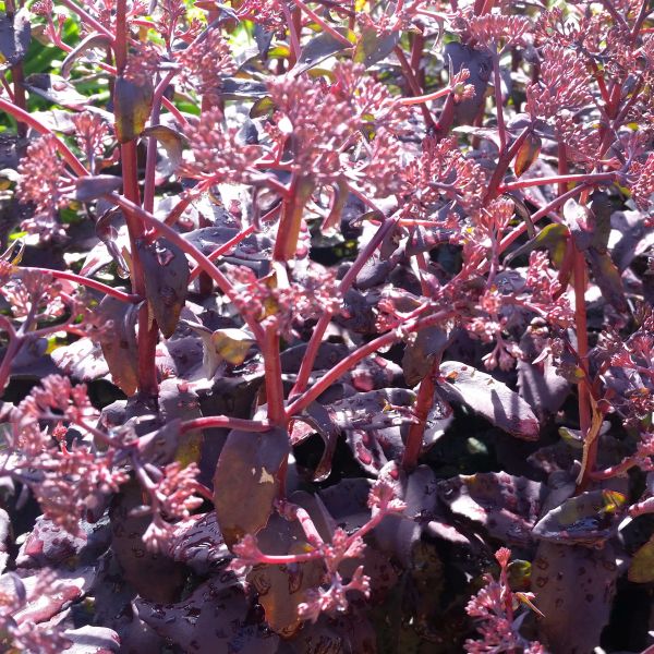 Sedum Purple Emperor