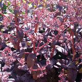 Sedum Purple Emperor