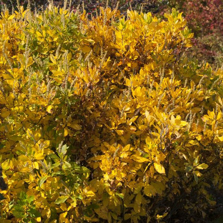 Ruby Spice Summersweet