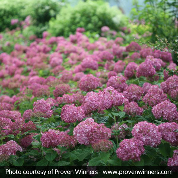 Proven Winner&reg; Color Choice&reg; Invincibelle Mini Mauvette&reg; Hydrangea