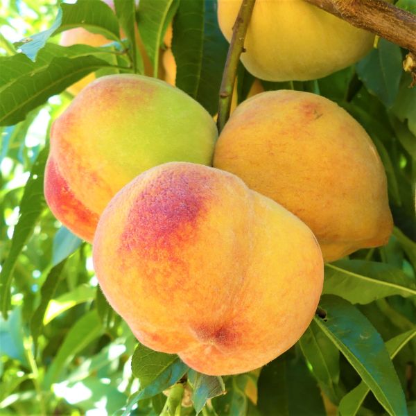 Reliance Peach Tree