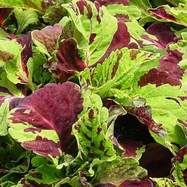 Coleus Kong Rose