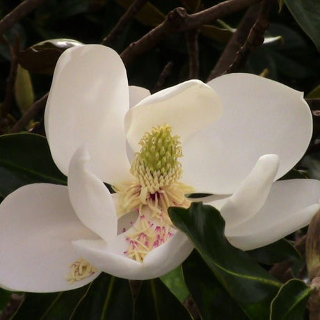 Little Gem Magnolia Tree