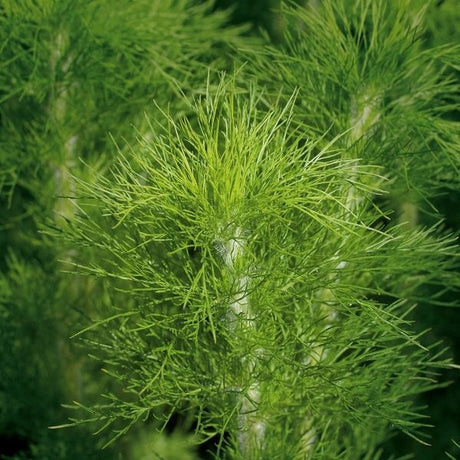 Elegant Feather Eupatorium