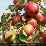 Haralson Apple Tree