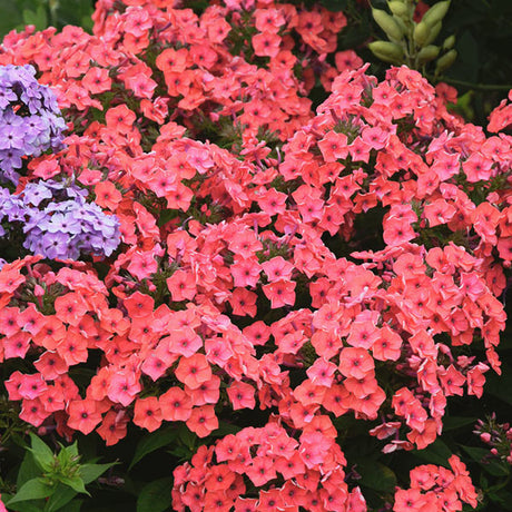 Coral FLAME&trade; Phlox