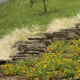 Mexican Feather Grass