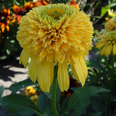 Lemon Drop Coneflower