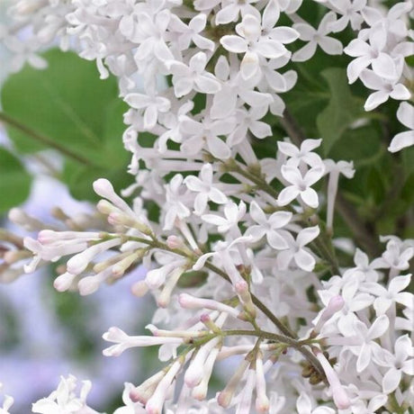 Flowerfesta&reg; White Dwarf Lilac