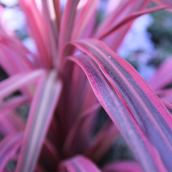 Cherry Sensation Cordyline