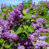 Common Purple Lilac