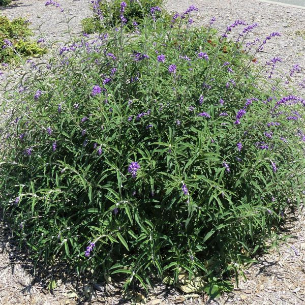 Mexican Bush Sage