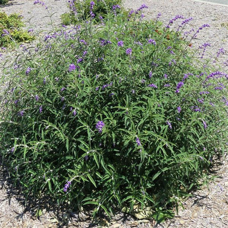Mexican Bush Sage