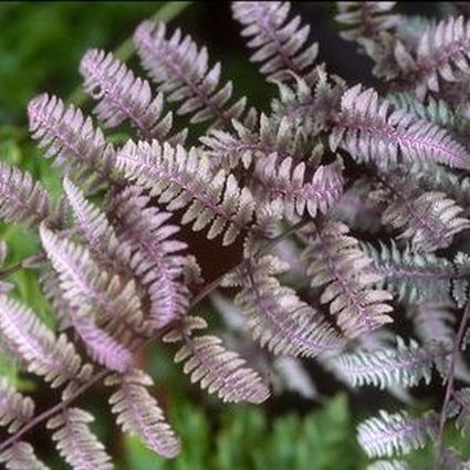 Burgundy Lace Lady Fern