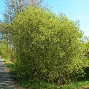 French Pussy Willow Tree