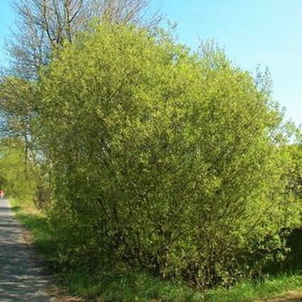 French Pussy Willow Tree