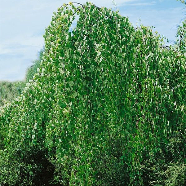 Morioka Weeping Katsura Tree