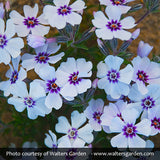 North Hills Creeping Phlox