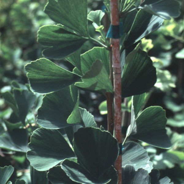 Jade Butterfly Ginkgo