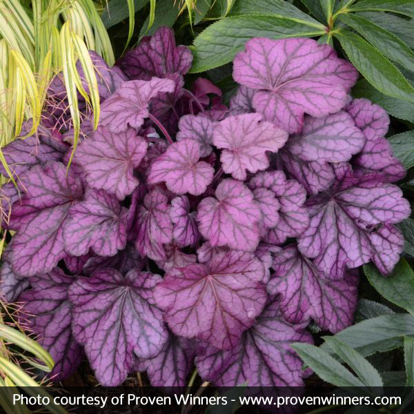 Wild Rose Coral Bells