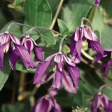 Petit Faucon Clematis