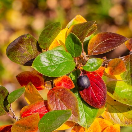 Peking Cotoneaster