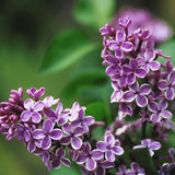 Sensation Lilac