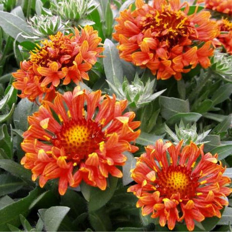 Fanfare Blaze Gaillardia