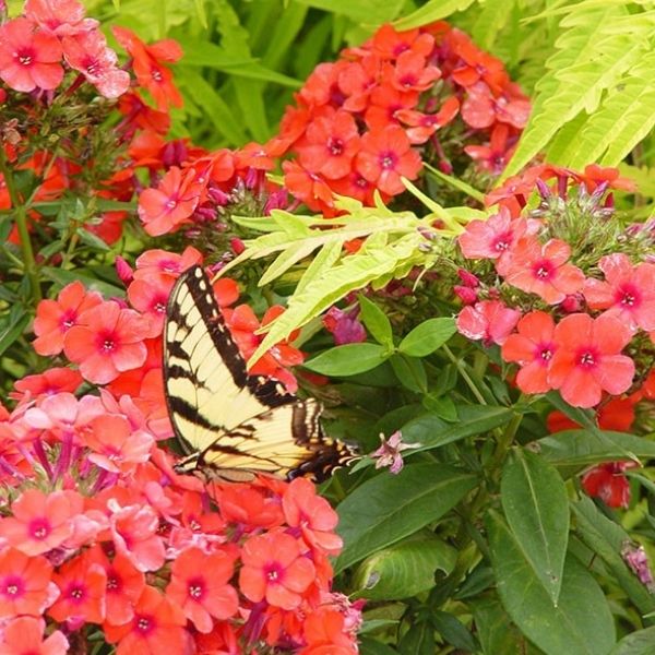 Orange Perfection Tall Garden Phlox