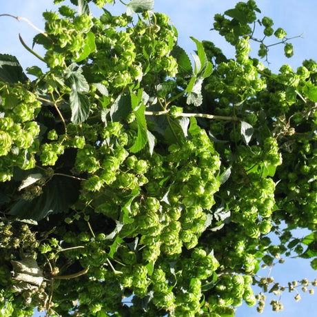 Willamette Hops Plant