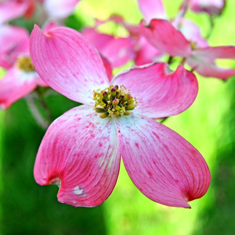 Red Flowering Dogwood