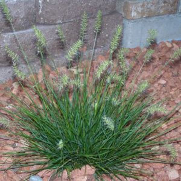 Little Bunny Fountain Grass