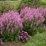 Proven Winners&reg; Color Spires&reg; Back to the Fuchsia Salvia