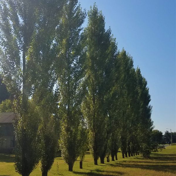 Lombardy Poplar