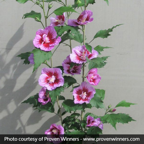 Purple Pillar&reg; Rose of Sharon