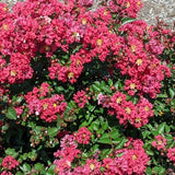 Bloomables Bellini Strawberry Crape Myrtle