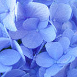 Nikko Blue Bigleaf Hydrangea