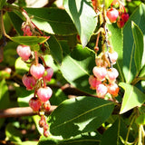 Marina Strawberry Tree