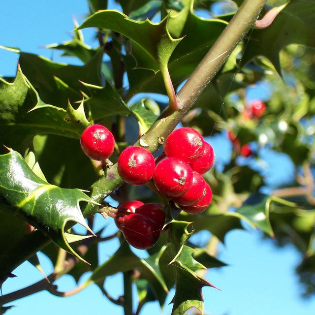 American Holly - Tree Form